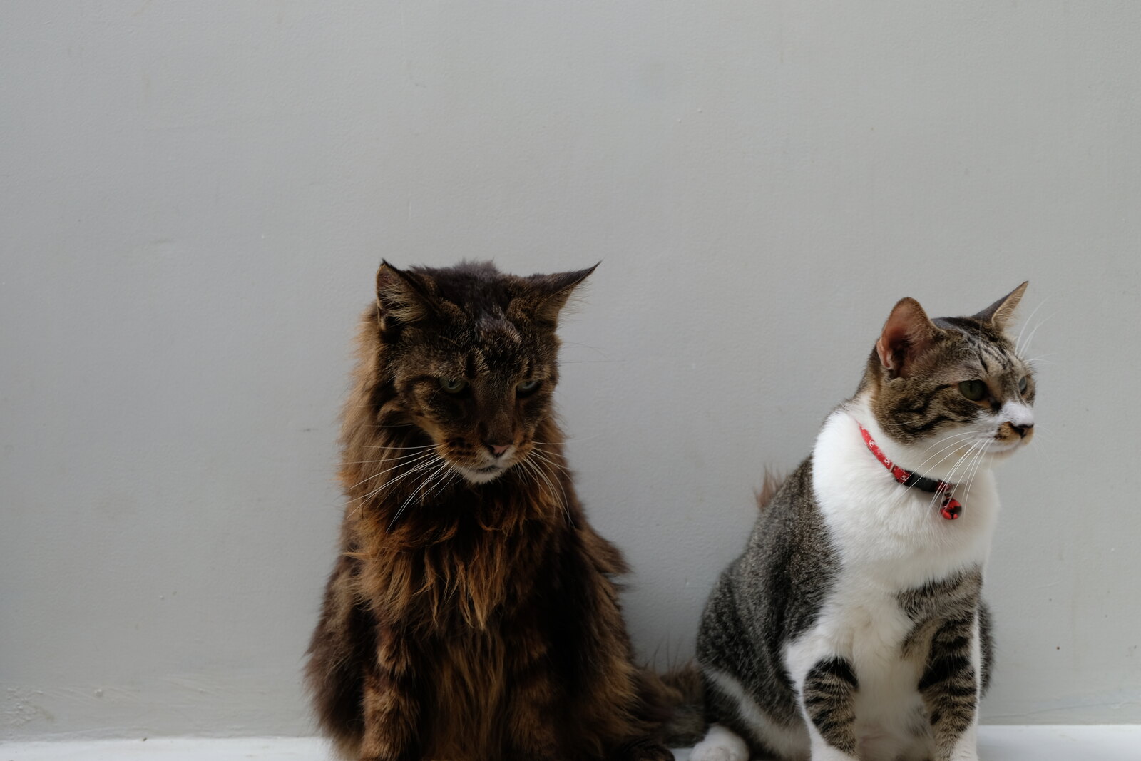 Dua kucing Casa de Luna duduk bersama