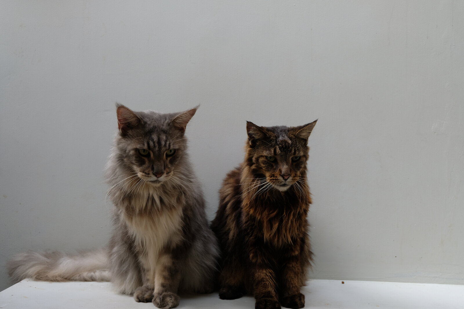 Dua kucing Casa de Luna berdampingan