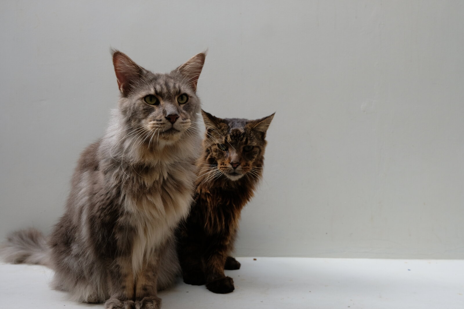 Dua kucing Casa de Luna dalam potret studio