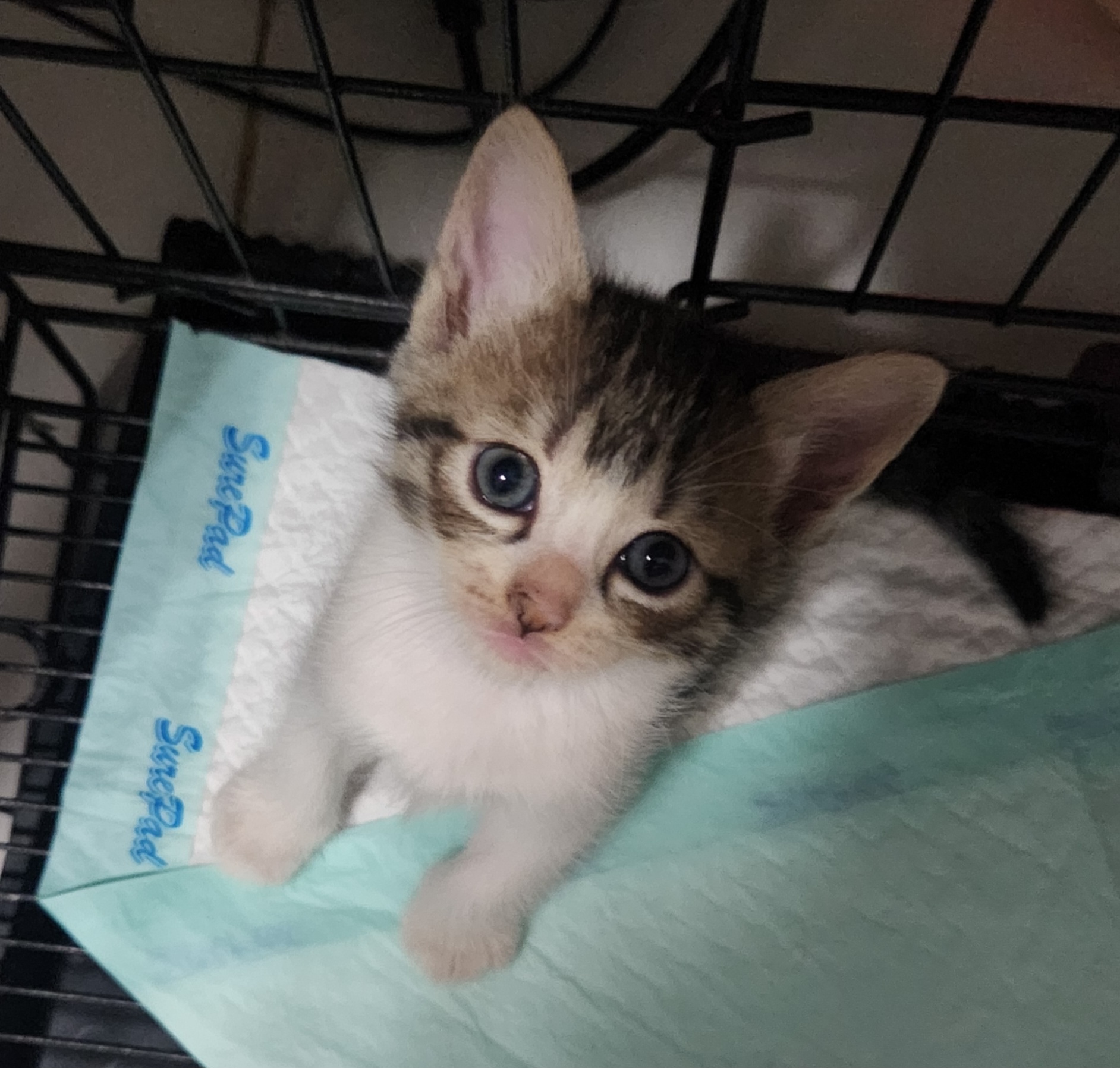 Anak kucing Casa de Luna