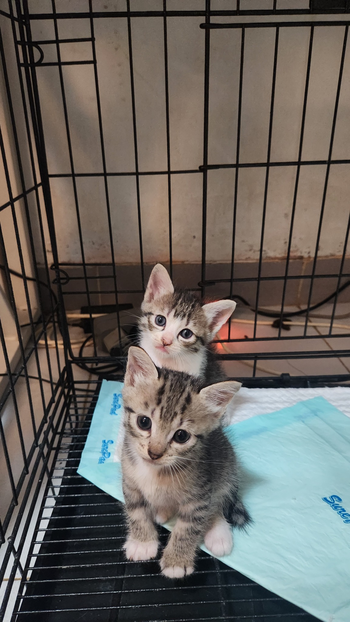 Dua anak kucing Casa de Luna