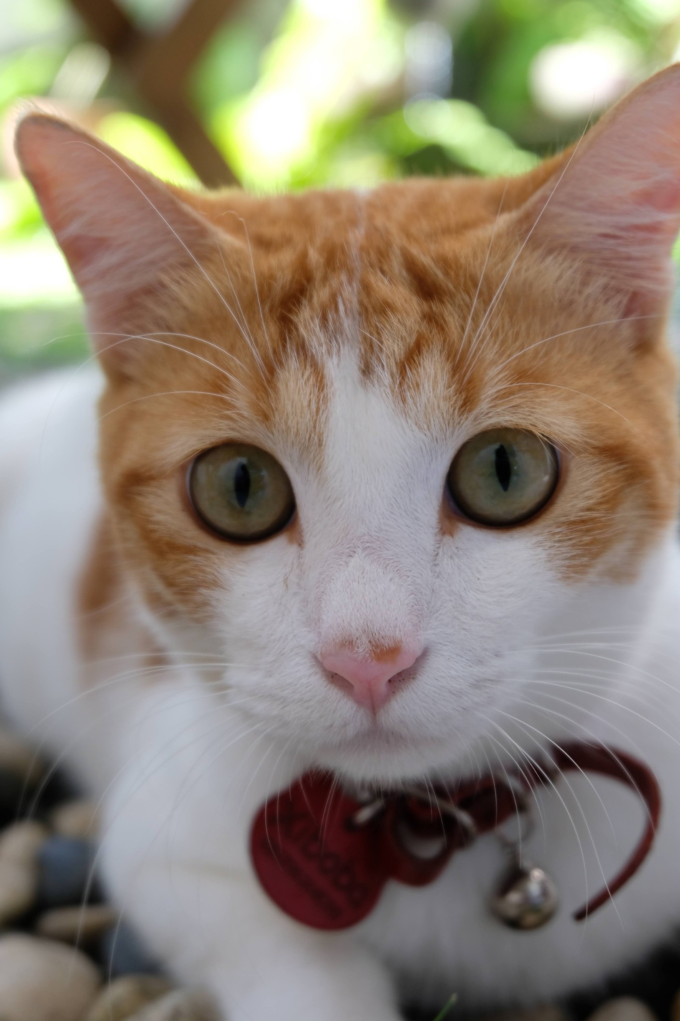 Kucing oranye Casa de Luna