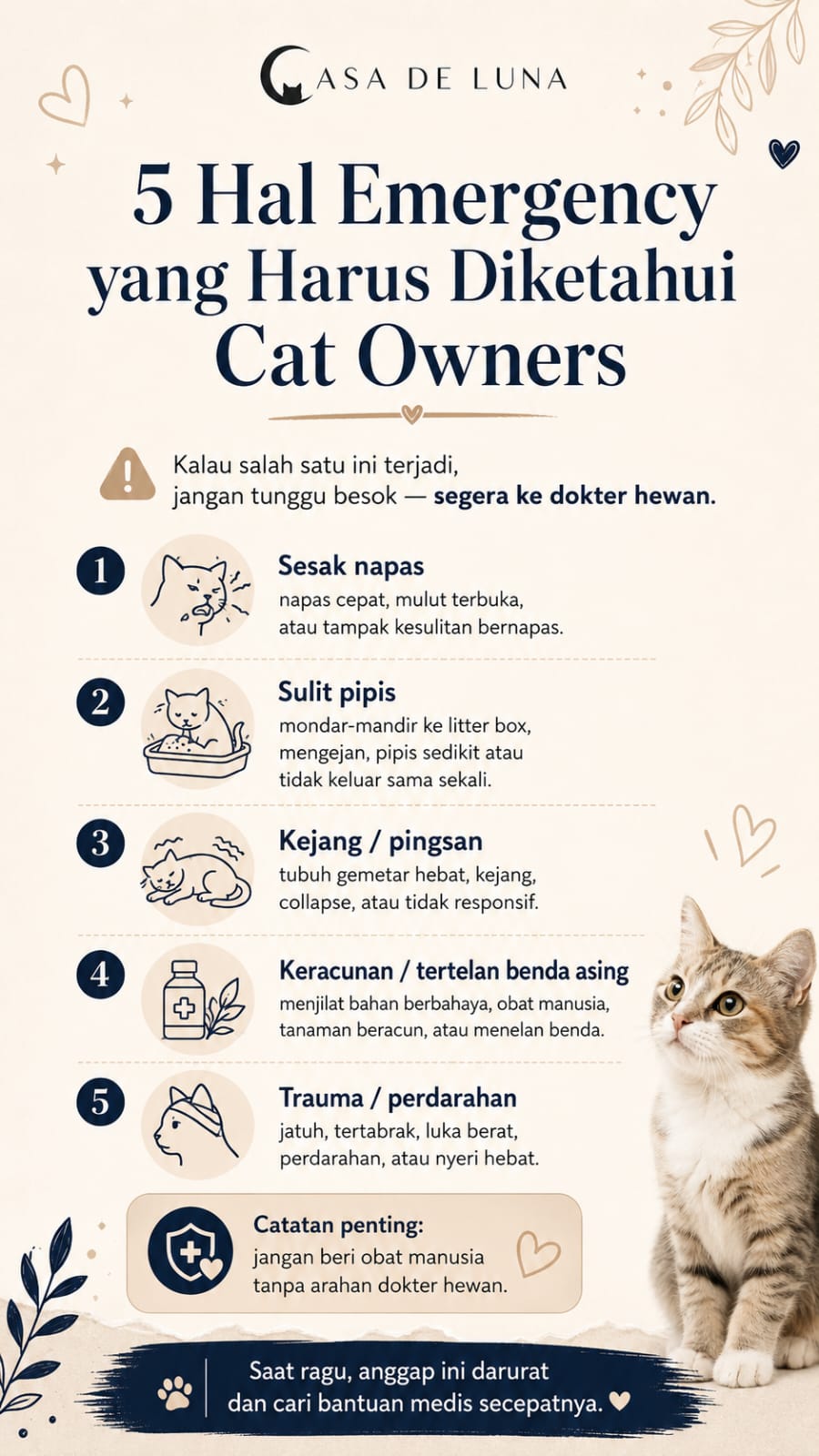 Cat care emergency