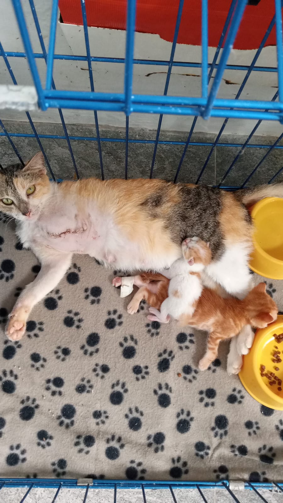 Induk kucing bersama anak-anaknya